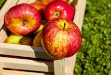 Jablka a rajčata pomáhají léčit plíce kuřáků